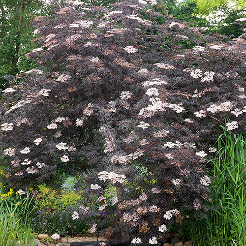 Sambucus nigra Black Lace Sambucus nigra Black Lace