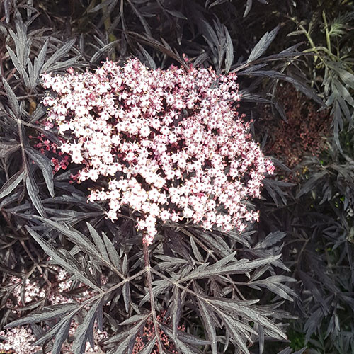 Sambucus nigra Black Lace Sambucus nigra Black Lace