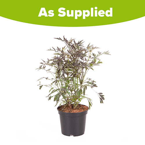 Sambucus nigra Black Lace Sambucus nigra Black Lace