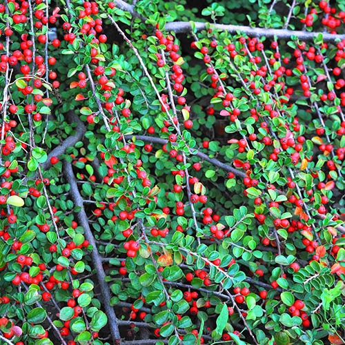 Evergreen Shrub Collection Evergreen Shrub Collection