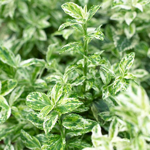 Evergreen Shrub Collection Evergreen Shrub Collection