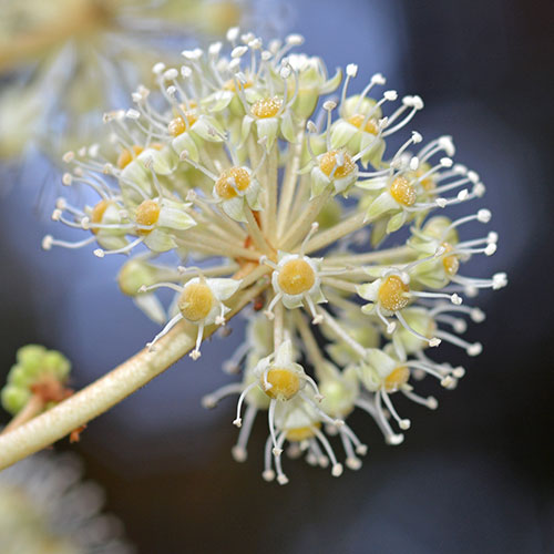 Fatsia japonica Fatsia japonica