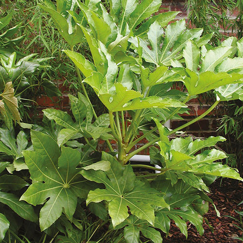Fatsia japonica Fatsia japonica