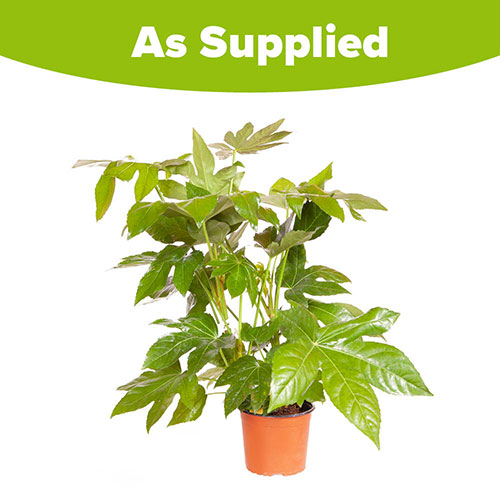 Fatsia japonica Fatsia japonica