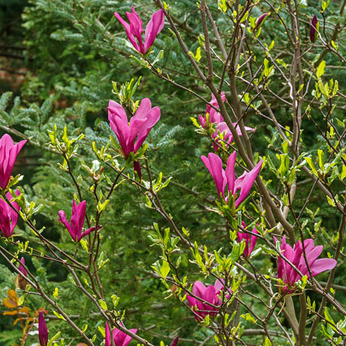 Magnolia Susan Standard Magnolia Susan Standard