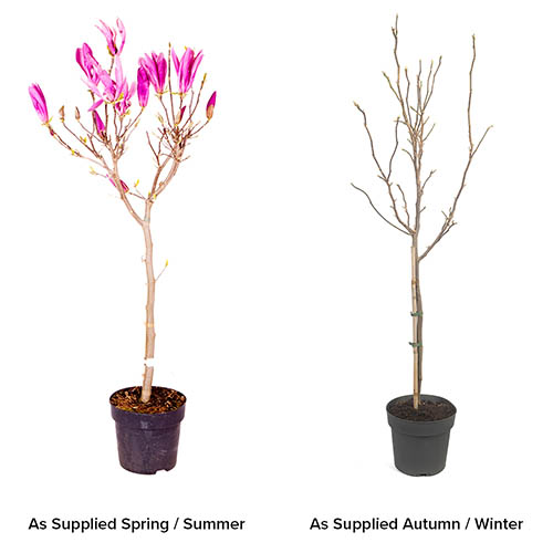 Magnolia Susan Standard Magnolia Susan Standard