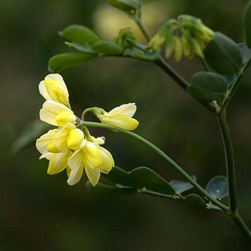 Coronilla glauca Citrina Coronilla glauca Citrina