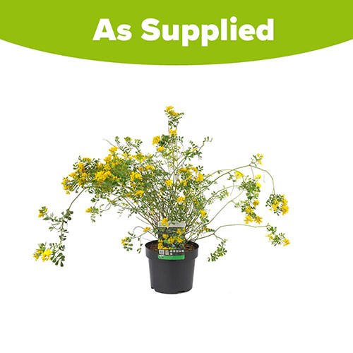 Coronilla glauca Citrina Coronilla glauca Citrina