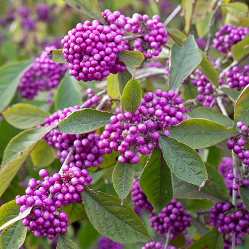 Callicarpa Profusion Beautyberry Callicarpa Profusion Beautyberry