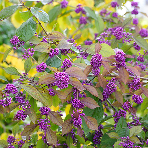 Callicarpa Profusion Beautyberry Callicarpa Profusion Beautyberry