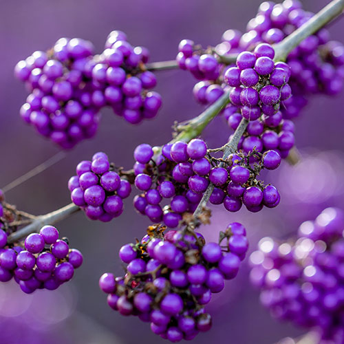Callicarpa Profusion Beautyberry Callicarpa Profusion Beautyberry