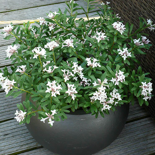 Daphne Eternal Fragrance Daphne Eternal Fragrance