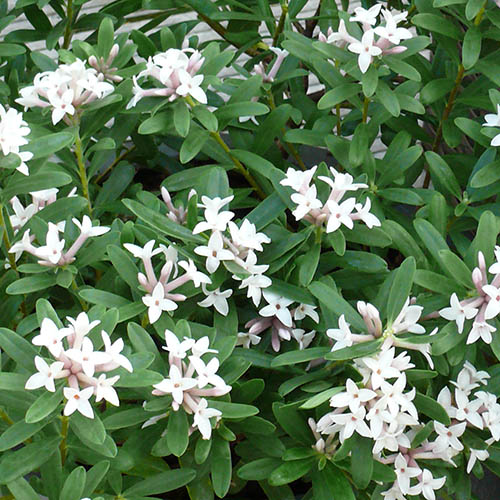 Daphne Eternal Fragrance Daphne Eternal Fragrance