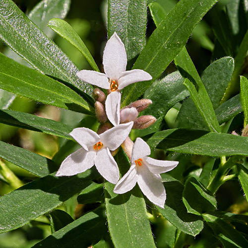 Daphne Eternal Fragrance Daphne Eternal Fragrance