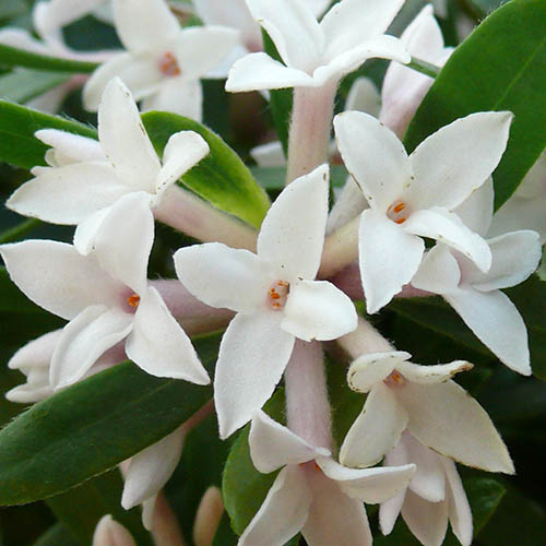 Daphne Eternal Fragrance Daphne Eternal Fragrance