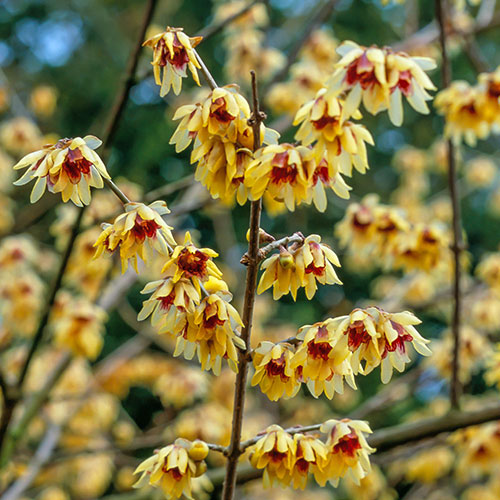 Chimonanthus praecox Wintersweet