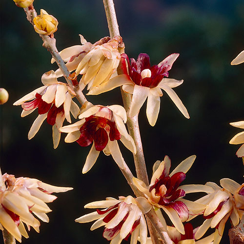 Chimonanthus praecox Wintersweet Chimonanthus praecox Wintersweet