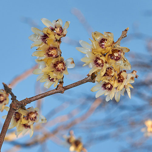 Chimonanthus praecox Wintersweet Chimonanthus praecox Wintersweet