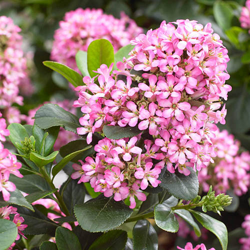 Escallonia Pink Elle Escallonia Pink Elle