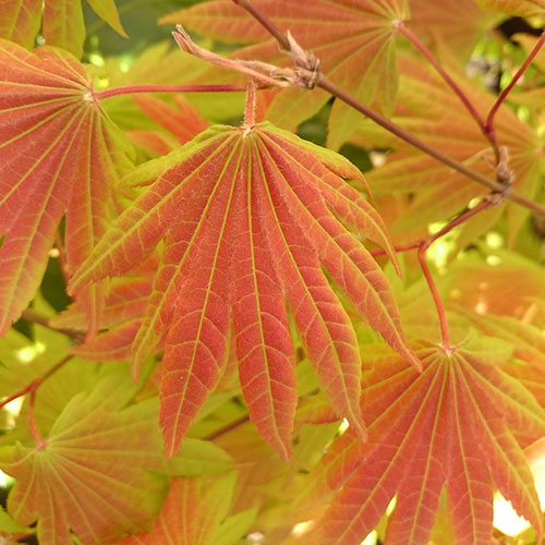Acer shirasawanum Moonrise Acer shirasawanum Moonrise