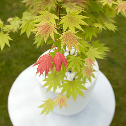 Acer shirasawanum Moonrise Acer shirasawanum Moonrise