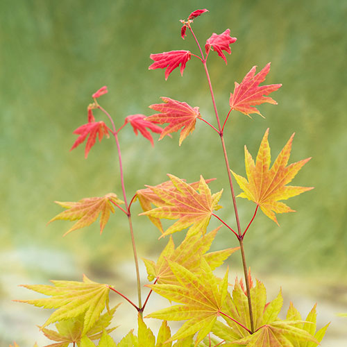 Acer shirasawanum Moonrise Acer shirasawanum Moonrise