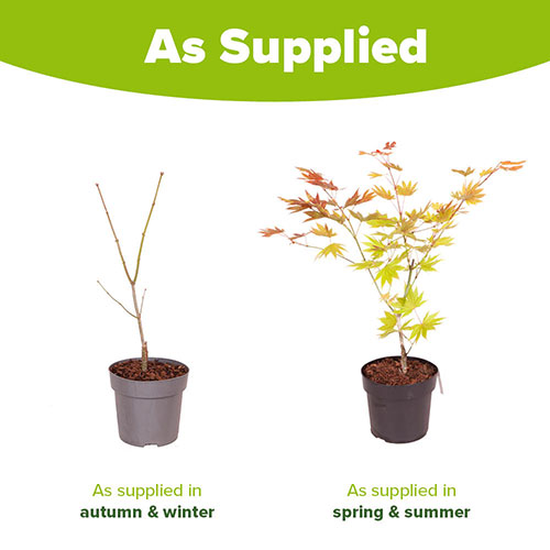 Acer shirasawanum Moonrise Acer shirasawanum Moonrise