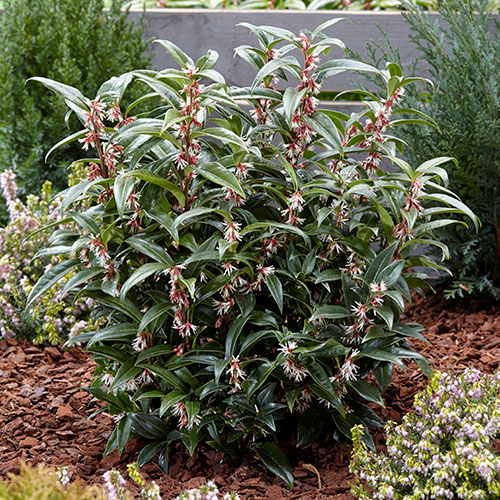 Sarcococca hookeriana Winter Gem Sarcococca hookeriana Winter Gem