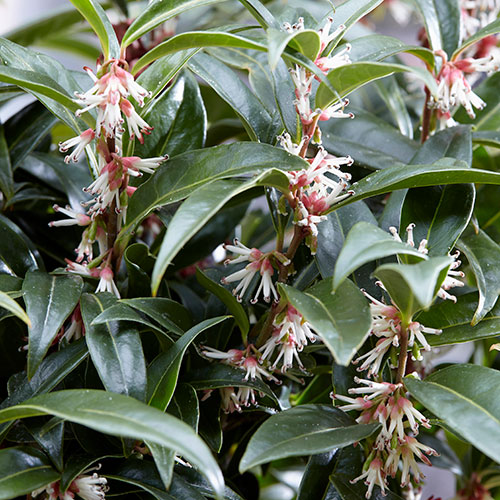 Sarcococca hookeriana Winter Gem Sarcococca hookeriana Winter Gem