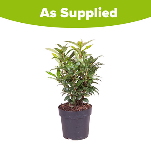 Sarcococca hookeriana Winter Gem Sarcococca hookeriana Winter Gem