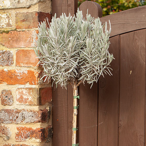 Lavender Munstead Lavender Munstead