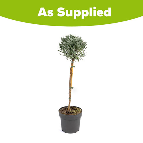 Lavender Munstead Lavender Munstead