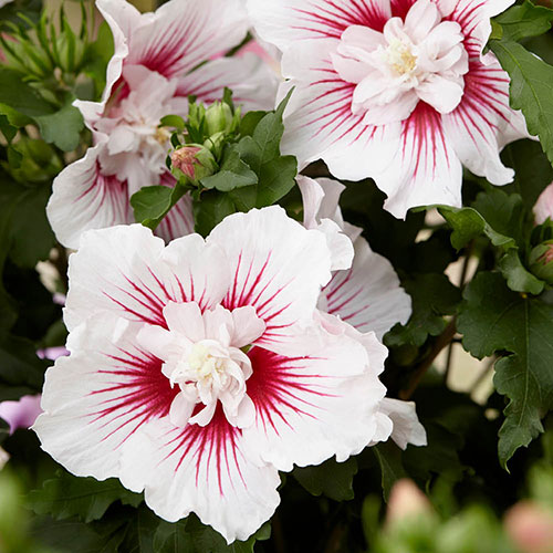 Hibiscus syriacus Starburst Chiffon Hibiscus syriacus Starburst Chiffon