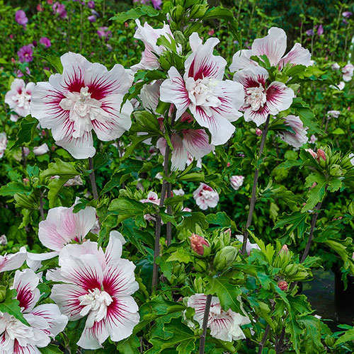 Hibiscus syriacus Starburst Chiffon Hibiscus syriacus Starburst Chiffon