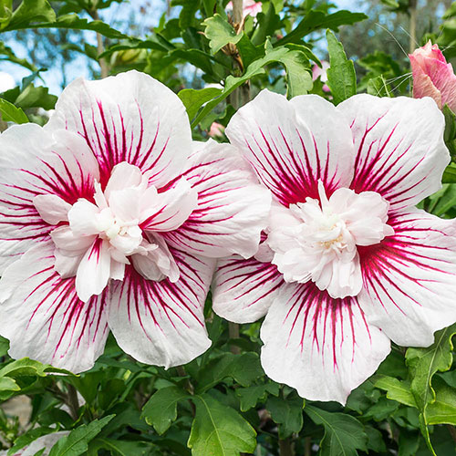 Hibiscus syriacus Starburst Chiffon Hibiscus syriacus Starburst Chiffon