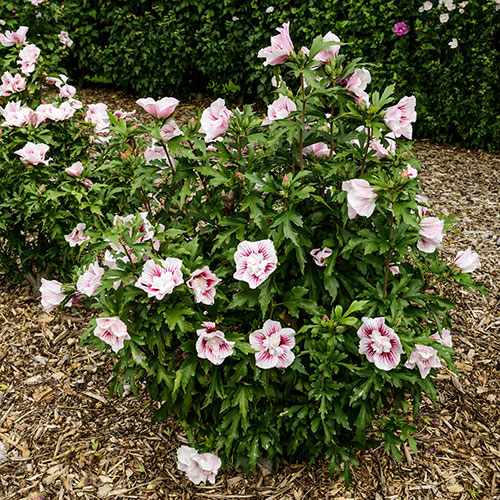 Hibiscus syriacus Starburst Chiffon Hibiscus syriacus Starburst Chiffon