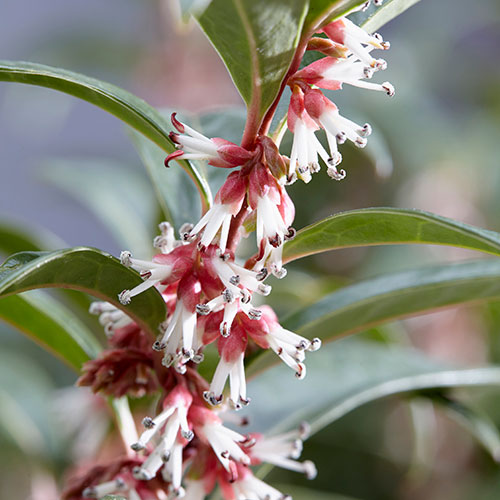 Sarcococca hookeriana Winter Gem