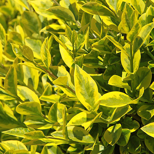 Ligustrum ovalifolium Aureum - Golden Privet Ligustrum ovalifolium Aureum - Golden Privet