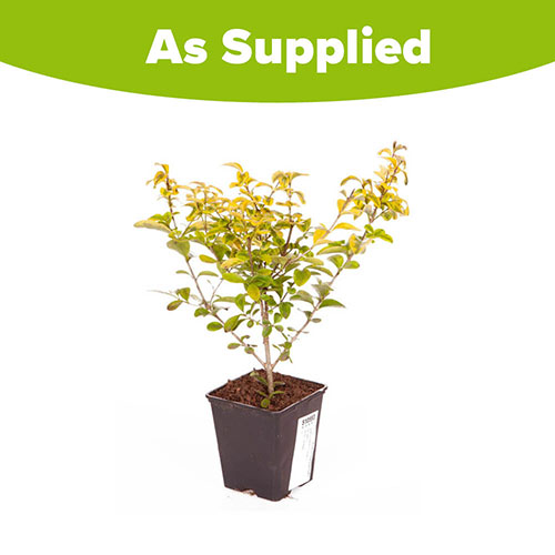 Ligustrum ovalifolium Aureum - Golden Privet Ligustrum ovalifolium Aureum - Golden Privet