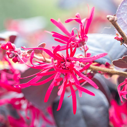 Loropetalum Black Pearl Chinese Witch Hazel