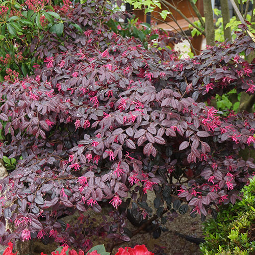 Loropetalum Black Pearl Chinese Witch Hazel Loropetalum Black Pearl Chinese Witch Hazel