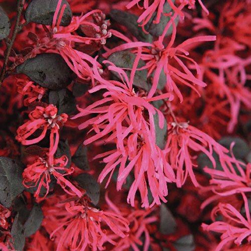 Loropetalum Black Pearl Chinese Witch Hazel Loropetalum Black Pearl Chinese Witch Hazel