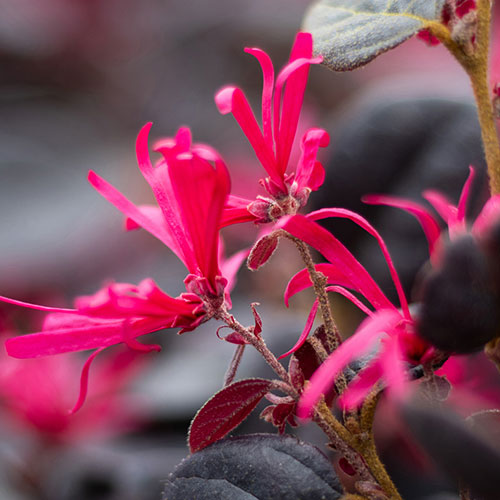 Loropetalum Black Pearl Chinese Witch Hazel Loropetalum Black Pearl Chinese Witch Hazel