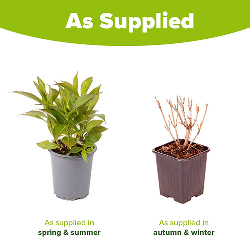 Weigela All Summer Peach Weigela All Summer Peach