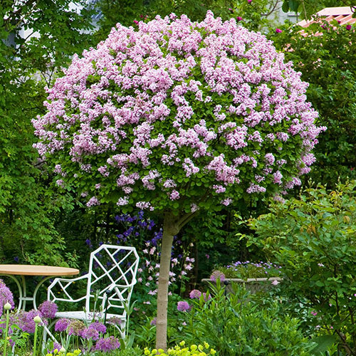 Pair Of Lilac Syringa Palibin Standard