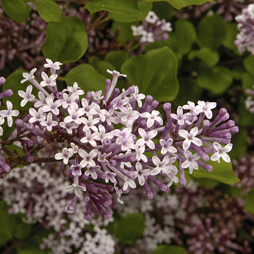 Pair Of Lilac Syringa Palibin Standard Pair Of Lilac Syringa Palibin Standard