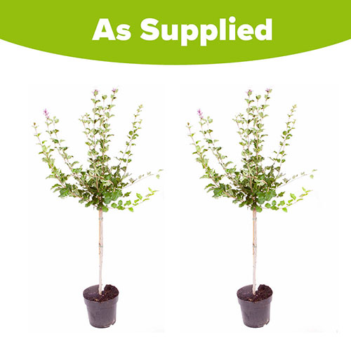 Pair Of Lilac Syringa Palibin Standard Pair Of Lilac Syringa Palibin Standard