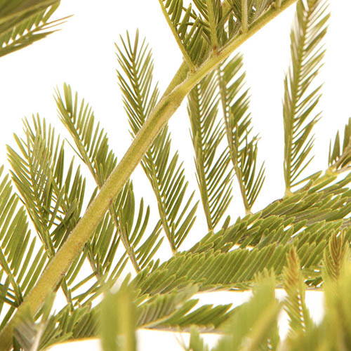 Flowering Mimosa Bush Flowering Mimosa Bush