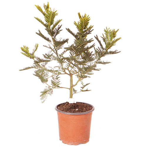 Flowering Mimosa Bush Flowering Mimosa Bush