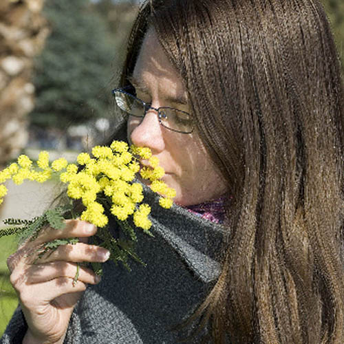 Flowering Mimosa Bush Flowering Mimosa Bush